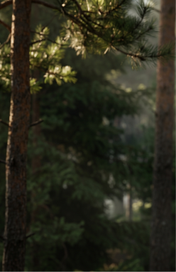 Forest detail